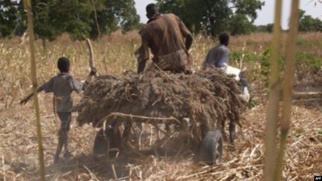 Nigeriya fermerlari