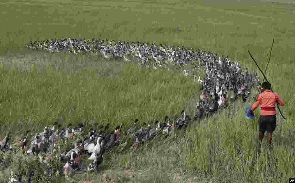 An Indian farmer herds a flock of newly purchased ducks through an agricultural field, on the outskirts of Chanduli district, Uttar Pradesh state.