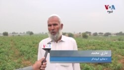 د زراعت کارپوهان وایي بلوچستان او پښتونخوا په پاکستان کې د ټماټرو په پيداوار کې په لومړي او دويم نمبر دي
