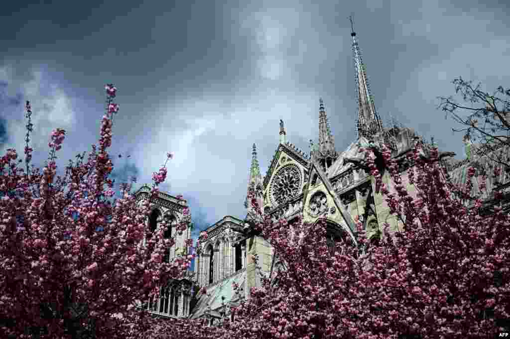 ព្រះវិហារ Notre-Dame de នៅទីក្រុងប៉ារីសអំឡុងពេលដើមផ្កាមួយបានរីកក្នុងប្រទេសបារាំង។