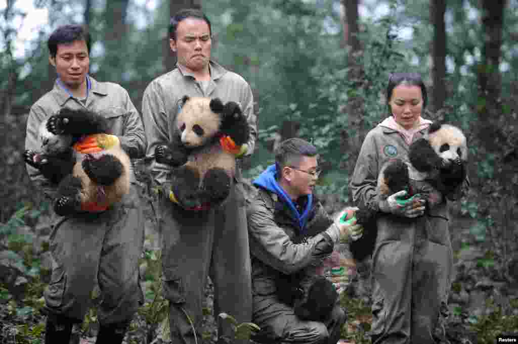 春节前,在四川雅安的熊猫研究基地,人们抱着幼小的熊猫给大家拜年(2017年1月11日)。