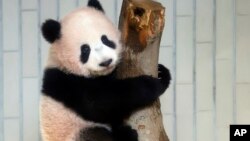 Female giant panda cub Xiang Xiang climbs a tree during a press preview at the Ueno Zoological gardens in Tokyo Monday, Dec. 18, 2017.