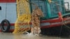 FILE - A male tiger is released into the waters of the river Harikhali at the Sundarbans delta forest, about 150 km (93 miles) south of the eastern Indian city of Kolkata, July 22, 2009. 
