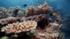 FILE - Reef fish swim above recovering coral colonies on the Great Barrier Reef off the coast of Cairns, Australia, Oct. 25, 2019. 