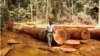 In this undated handout photo provided by ITTO (International Tropical Timber Organization) website, a man is seen standing in a clearing in tropical forest in an unknown location in Cameroon, Africa. Large swaths of the world's tropical forests have been officially shielded from deforestation, but an international organization says that may not be enough. 