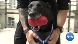 Top Honor For Hero Dog That Stopped White House Attack