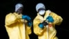Des chercheurs du Centre interdisciplinaire de recherche médicale de Franceville (CIRMF, Centre Interdisciplinaire Médical de Recherches de Franceville) collectent des chauves-souris capturées au filet le 25 novembre 2020 dans une grotte de la région de Z