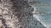 Racisme sur la Toile : l'Afrique du Sud agitée par ses démons, 22 ans après la fin de l'apartheid