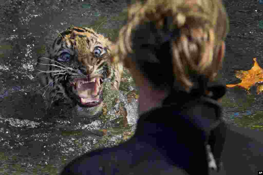 Seekor anak harimau Sumatra berusia 3 bulan bernama "Bandar" tampak marah saat diceburkan ke dalam parit untuk menguji kemampuannya berenang di Kebun Binatang Nasional di Washington DC.