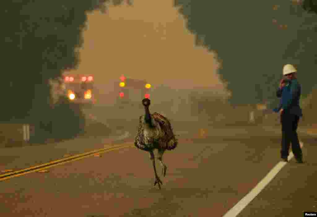 An emu runs to escape an approaching wildfire as it burns near Potrero, California, USA, June 20, 2016.