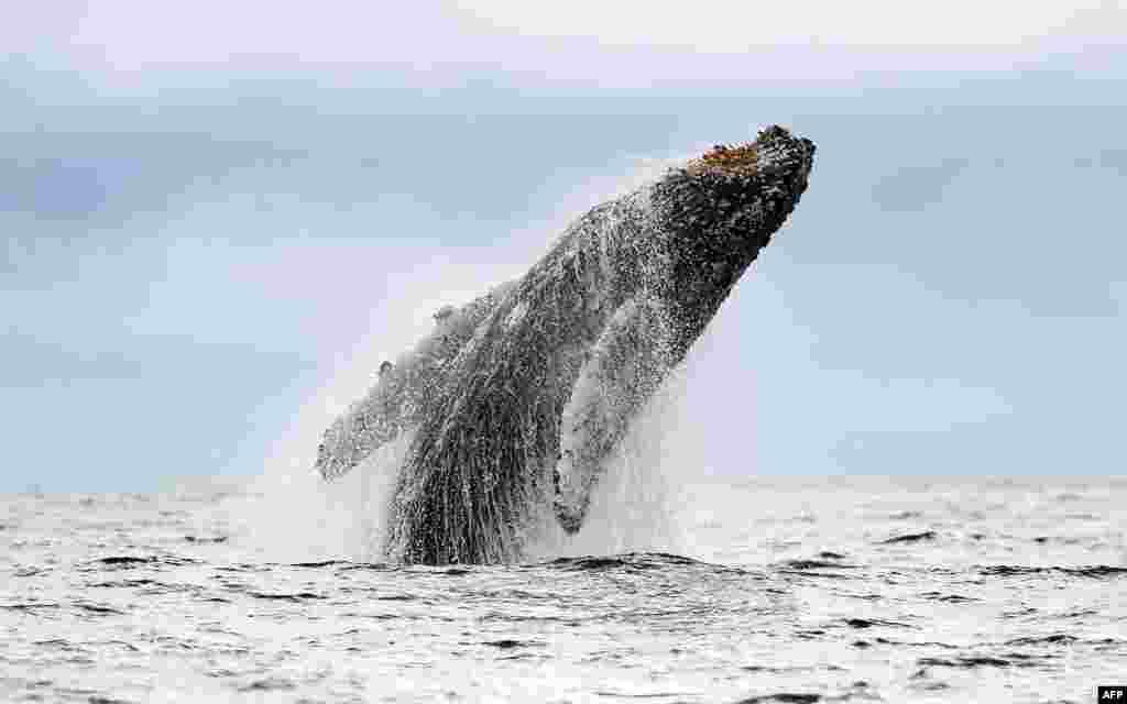 Seekor ikan paus 'bungkuk' (humpback) melompat di atas permukaan Samudra Pasifik di Bahia Malaga, Uramba di Kolombia. Paus 'bungkuk' setiap tahun bermigrasi dari Semenanjung Antartika ke Kolombia menempuh jarak lebih dari 8.500 km, untuk melahirkan dan membesarkan anak-anak mereka.