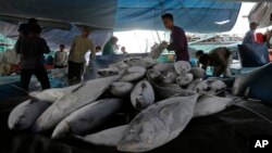 Workers on board a ship sort out fish at a Muara Baru fishing port in Jakarta, Indonesia, Jan.13, 2016. The number of fish caught globally is drastically underreported by about 30 percent according to a study by the Sea Around Us.