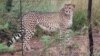 Fences block many of the hunting routes for cheetahs. Credit: John Wilson