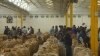 Zimbabwe’s Tobacco Production Up, Faces Challenges 