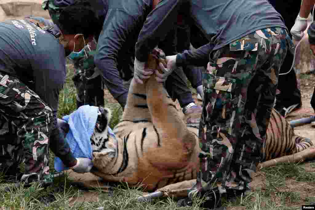 A sedated tiger is stretchered as officials start moving tigers from Thailand's controversial Tiger Temple, a popular tourist destination which has come under fire in recent years over the welfare of its big cats in Kanchanaburi province, west of Bangkok,