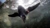 FILE - An endangered African Blackfooted Penguin at the Audubon Aquarium of the Americas in New Orleans, Aug. 29, 2013. 