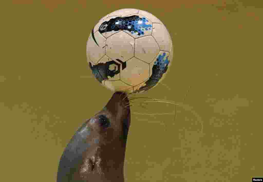 Seekor singa laut 'Sarasa' memamerkan kebolehan mengontrol bola di aquarium laut Shinagawa di Tokyo, Jepang.
