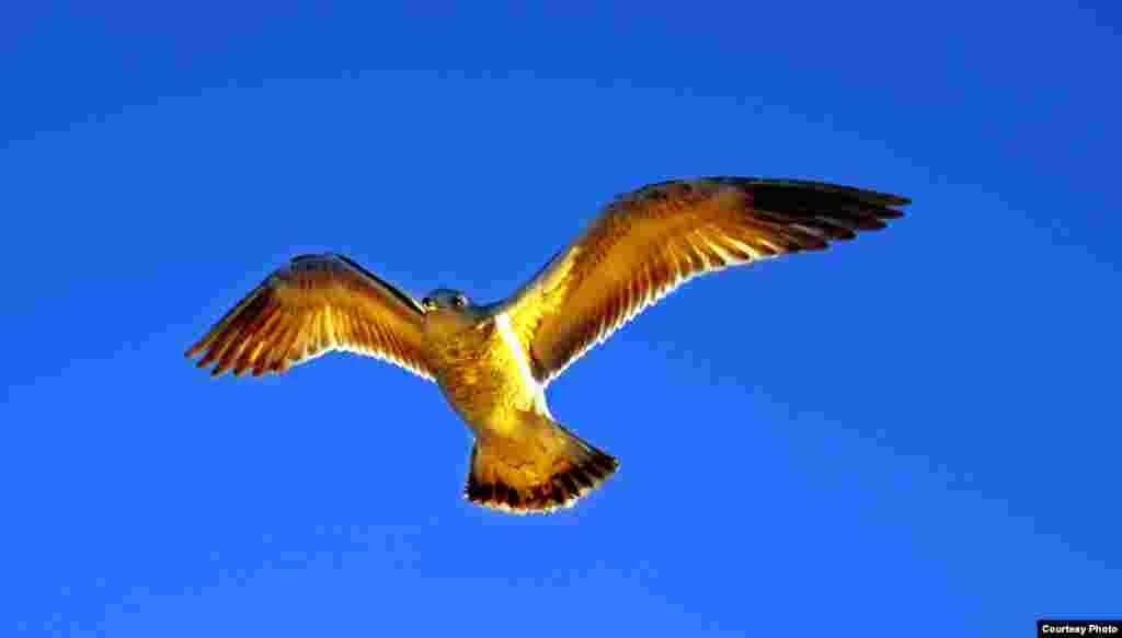 A sea gull flies over Capitol Hill's Southwest duck pond in Washington, D.C. (Diaa Bekheet/VOA)