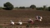 FILE - Women laborers work in a pearl millet field in Narayangaon, India, March 12, 2019.
