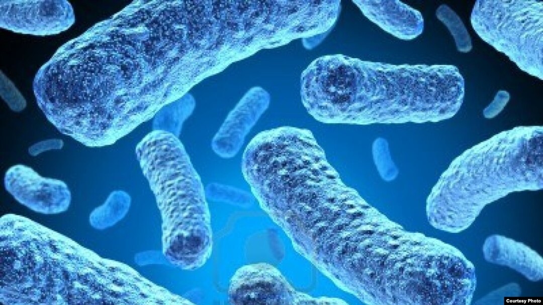 Multi-drug-resistant tuberculosis bacteria. (Credit: U.S. Centers for Disease Control and Prevention)