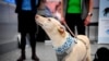 Sniffer dog K'ssi works at the Helsinki airport in Vantaa, Finland, Sept. 22, 2020.