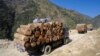 FILE - In this Jan. 23, 2011 photo released by Fauna & Flora International, April 1, 2014 for editorial use, trucks transport illegally logged timber to China in Sawlaw, northern Kachin State, Myanmar. 