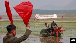 지난 12일 북한 청산리 주민들이 모내기를 하고 있다.