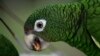 Scientists Work to Save Wild Puerto Rican Parrot After Maria