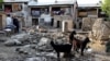 Monsoon Floods Kill 80 in Pakistan, Afghanistan