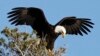 Un aigle à tête blanche, emblème national des États-Unis (Reuters)