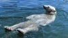 Ice Cubes for Tigers as Heatwave Smashes European Records
