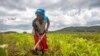 Dans le sud de l'Angola, le climat et l'abandon affament des communautés entières