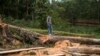 Libreville abrite le "One Forest Summit", un sommet sur les forêts tropicales
