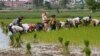 FILE - Farmers plant rice in Samroang Teav village on the outskirts of Phnom Penh, Cambodia, Aug. 23, 2015. Cambodians are expecting a 'seamless transition' when the ASEAN Economic Community (AEC) is launched in two months and hopefully heralds a second investment wave, capable of transforming this country's pool of unskilled labor into a manufacturing hub.