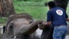 Seorang dokter hewan dari organisasi Four Paws memeriksa gajah Kaavan di Kebun Binatang Maragzar di Islamabad, Pakistan, 4 September 2020.