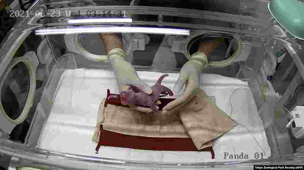 A staff member handles one of the newly-born twin cubs delivered by giant panda Shin Shin at Tokyo&#39;s Ueno Zoological Park, Japan.