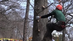 Professional Tree Climbers Showcase Agility, Speed