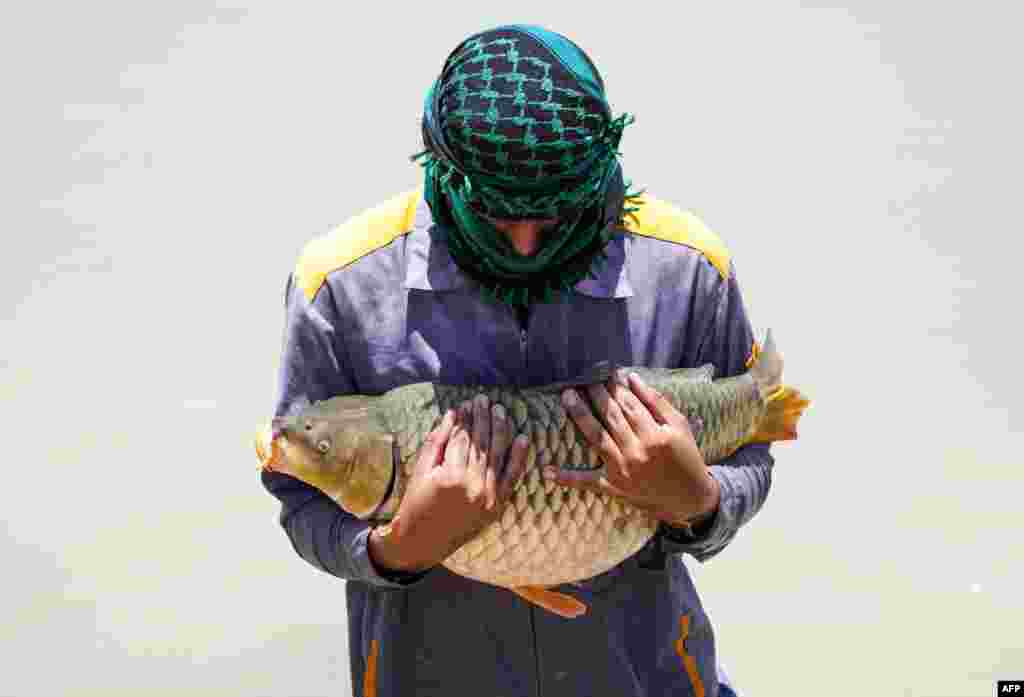 A worker carries a carp at a breeding site in Iraq's central city of Najaf.