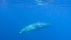 A possibly new species of beaked whales swims underwater in this undated photo provided by the Sea Shepherd.