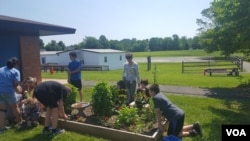 Monarchs lay their eggs on the milkweed plants the P.B. Smith students grew from seeds in their butterfly garden.