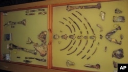 Uokvireni fosil hominida "Lucy" - prvi skelet Australopithecus afarensis ikada pronađen - izložen je u Etiopskom prirodnjačkom muzeju u Adis Abebi oktobra. 24,