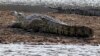 Un joueur de foot tué par un crocodile au Mozambique
