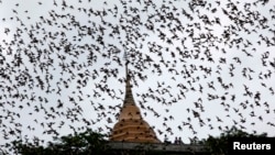 ARHIVA - Slijepi miševi iznad hrama Wat Kao Kong Fran u potrazi za hranom, u sumrak u pokrajini Račaburi, 130 km zapadno od Bangkoka, u septembru 2009. (Foto: Reuters)