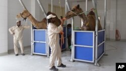 Suasana di sebuah peternakan unta (Foto: dok). Penelitian menemukan petunjuk bahwa unta diperkirakan berperan dalam penularan virus MERS. Pihak Abu Dhabi melaporkan kematian seorang pasien akibat terjangkit virus ini, Selasa (3/12).