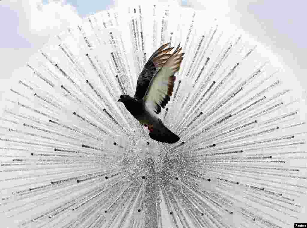 A pigeon flies in front of a fountain during a sunny day in central Kyiv, Ukraine.