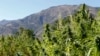 Des plants de cannabis dans le village marocain de Bni Hmed, au nord du pays, le 14 septembre 2014.