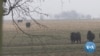 US Farmers Weather Global Economic Storm of COVID-19 