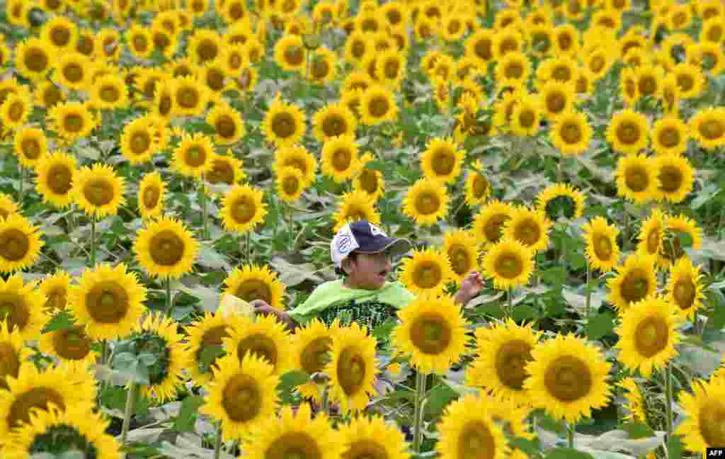 A boy rides on his father's shoulders through a field of sunflowers during a three-day sunflower festival in the town of Nogi, Tochigi prefecture, some 70 kms north of Tokyo, Japan, July 23, 2016.