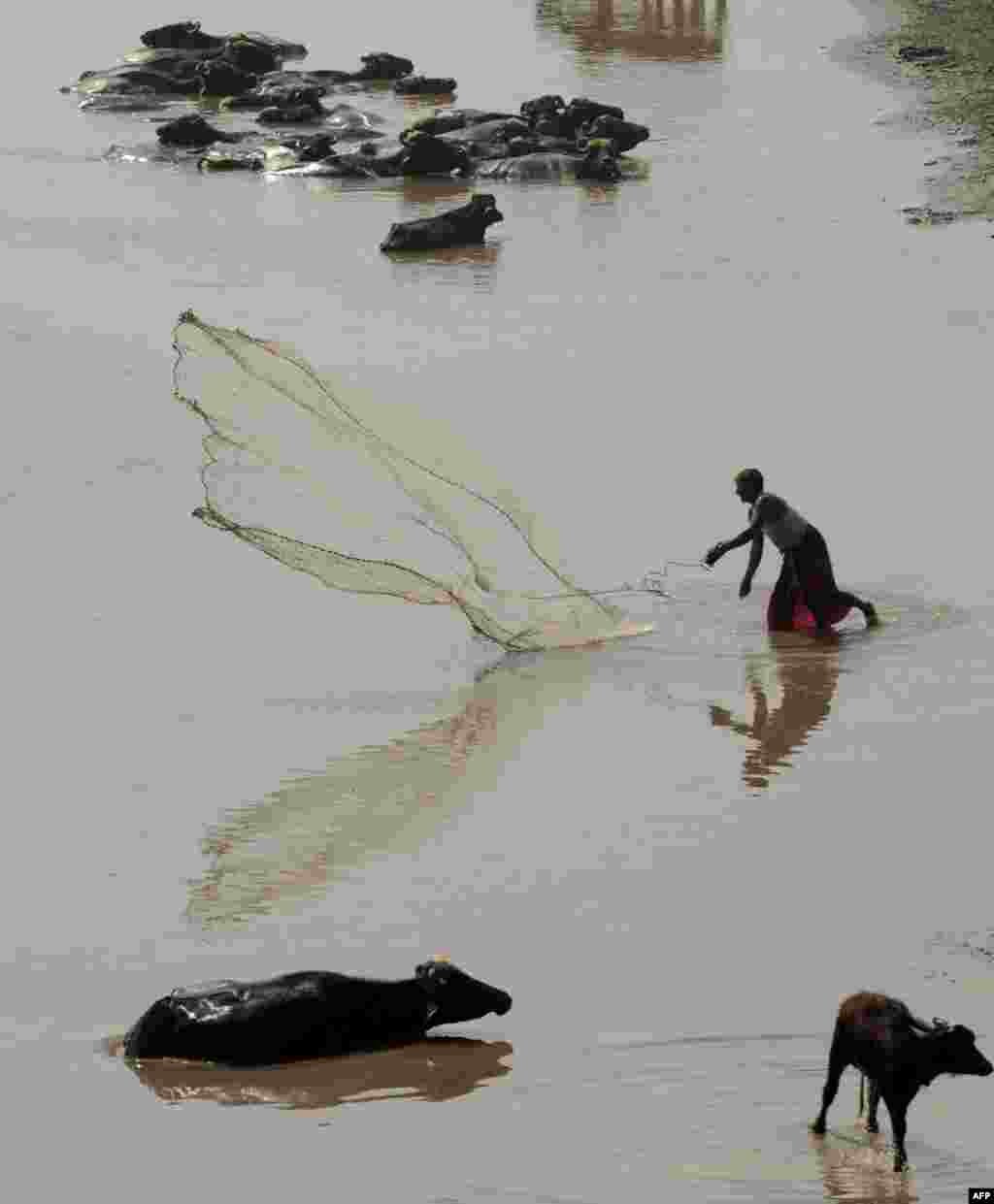 Seorang nelayan Pakistan melempar jaring di sungai Ravi di pinggiran kota Lahore.