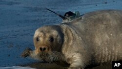 FILE - A tagged bearded seal in Kotzebue, Alaska, Sept. 5, 2006. (Photo provided by the US National Oceanic and Atmospheric Administration) 